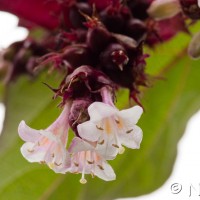 Himalayan Honeysuckle